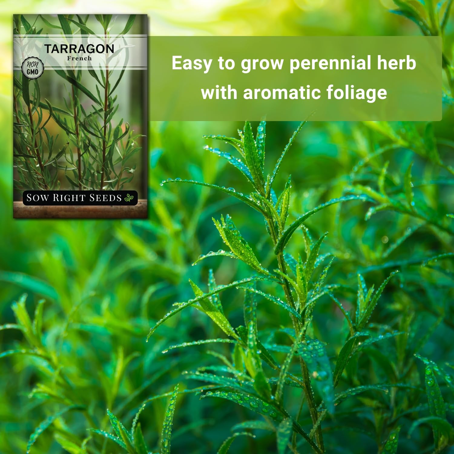 Sow Right Seeds – French Tarragon for Planting – Non-GMO Heirloom green