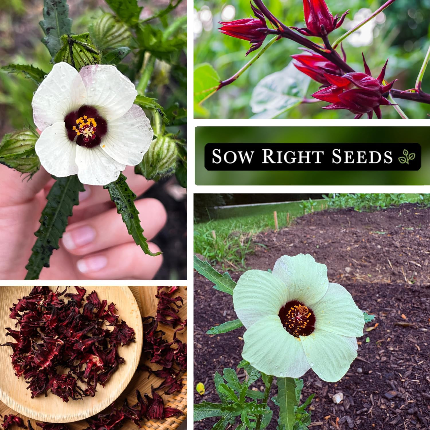 – Roselle Seeds for Planting – Hibiscus Sabdariffa – Non-Gmo Heirloom Variety –