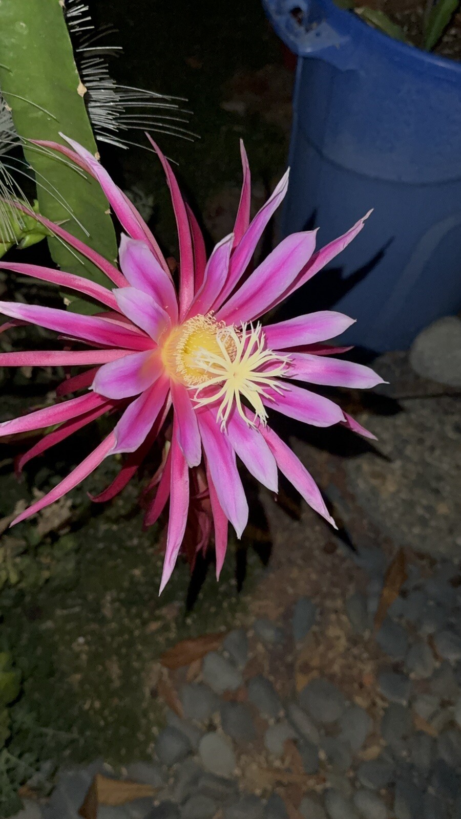 3 DRAGON FRUIT CUTTINGS 8-14 Inches check the description