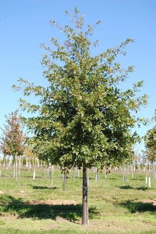 Pin Oak Live Tree – 12-18″ Tall – 1 Quart Pot – Deciduous Tree – Zones 4-8