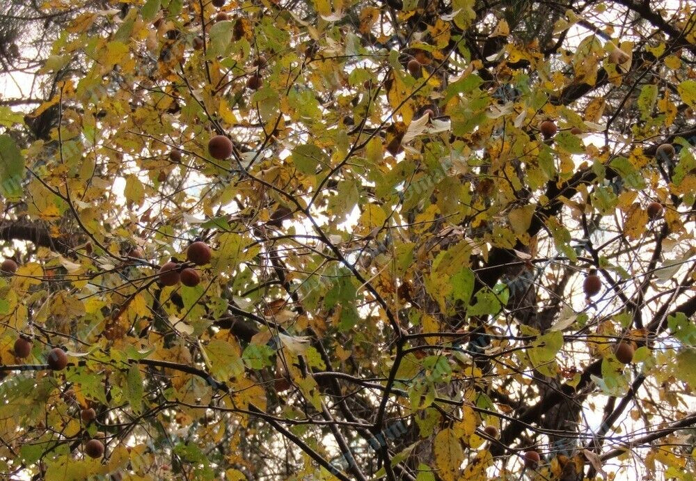 Persimmon Tree American Native Fast Growing Seedlings 12″-24″ JUMBO (Live Plant)