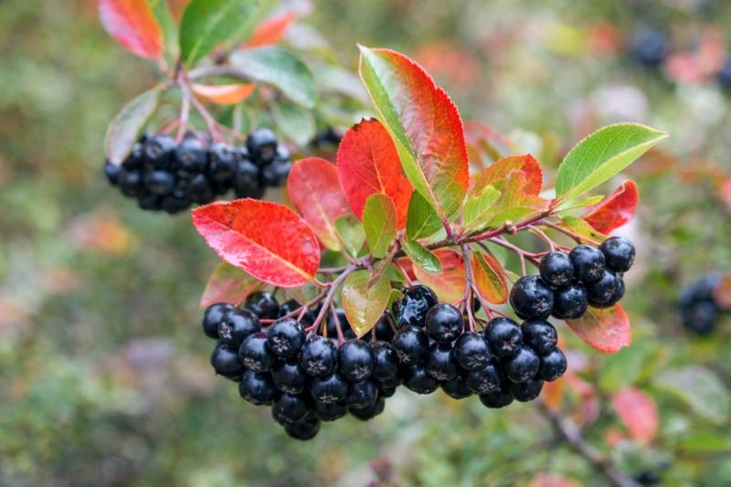 1 Black Chokeberry Aronia melanocarpa 12-24″ Bare Root