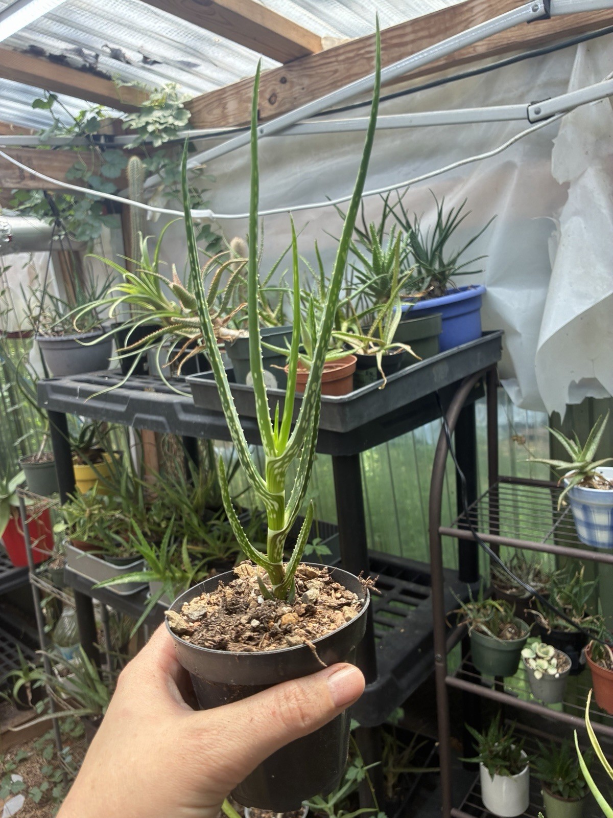 Aloe rivierei 3” Pot Live Succulents