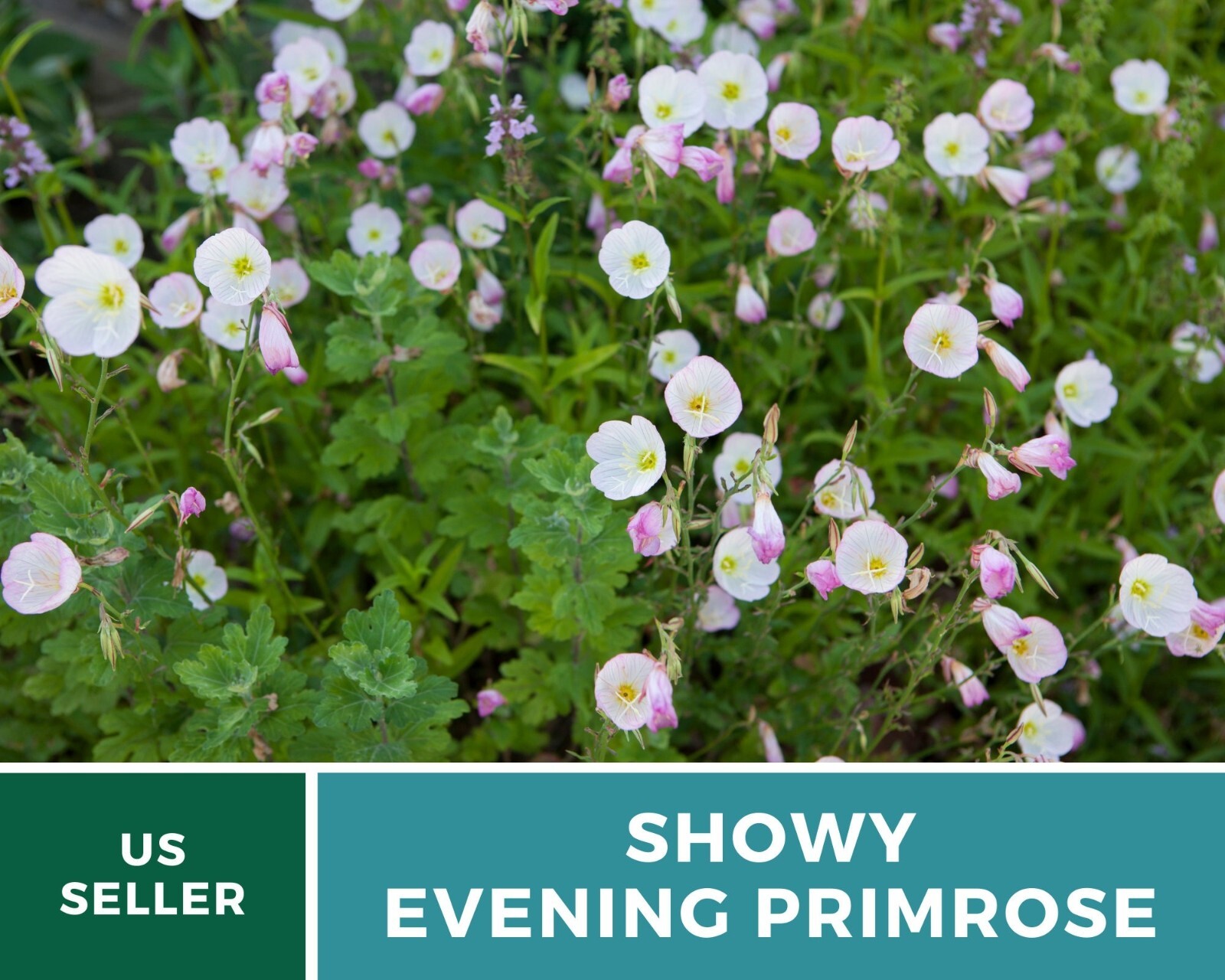 Evening Primrose, Showy (Pink Ladies) – Heirloom Seeds – Medicinal Flower – GMO