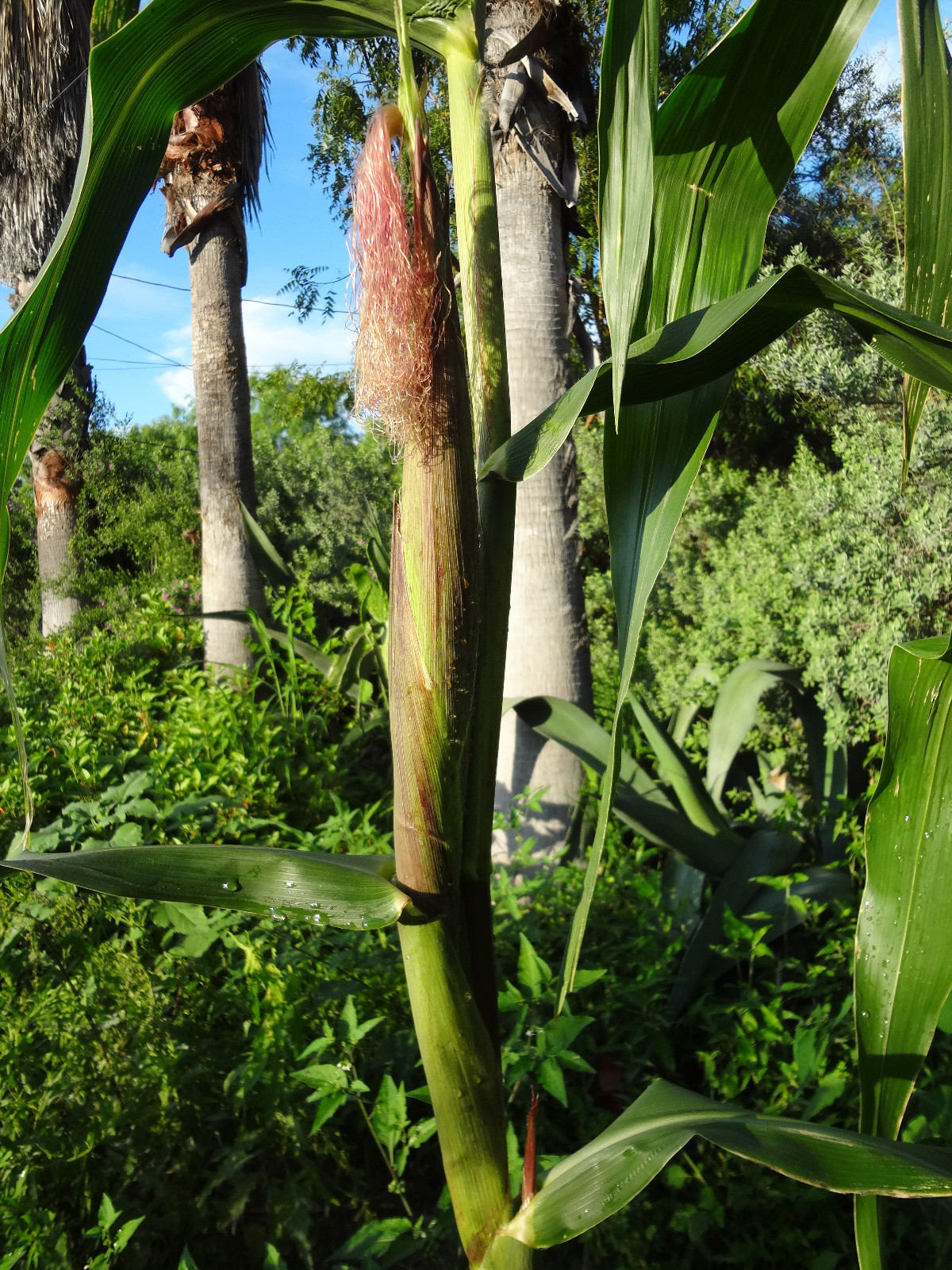 GIANT N-Efficiency Nitrogen-Fixing Maize Corn 25+ Seeds + FREE Teosinte SEEDS