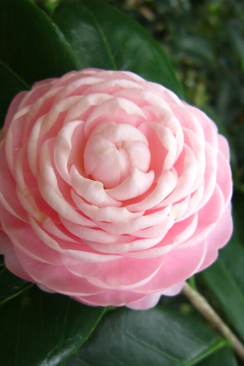 **PINK PERFECTION**Unique Bloom*Camellia Japonica-Live Starter Plant -USA SELLER