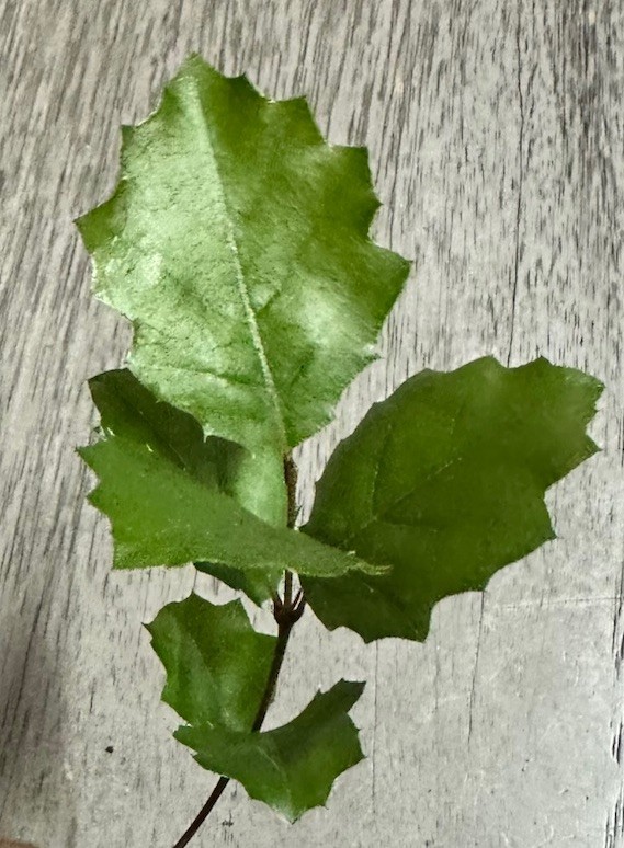 Quercus Agrifolia California Coast Live Oak 2 Live 4-6” Large Trees or Bonsai