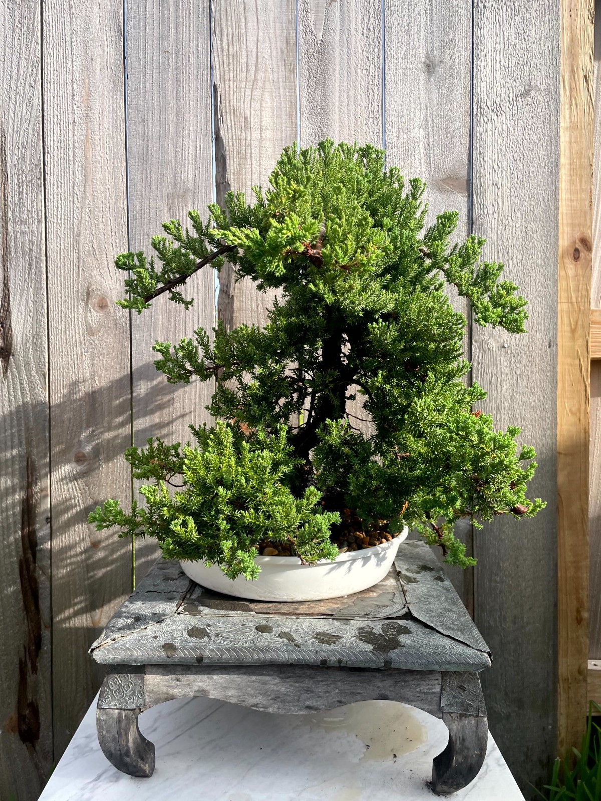 AWESOME! FATHER’S DAY GIFT – Procumbens Nana Juniper Bonsai, 16 YR, Trunk #907