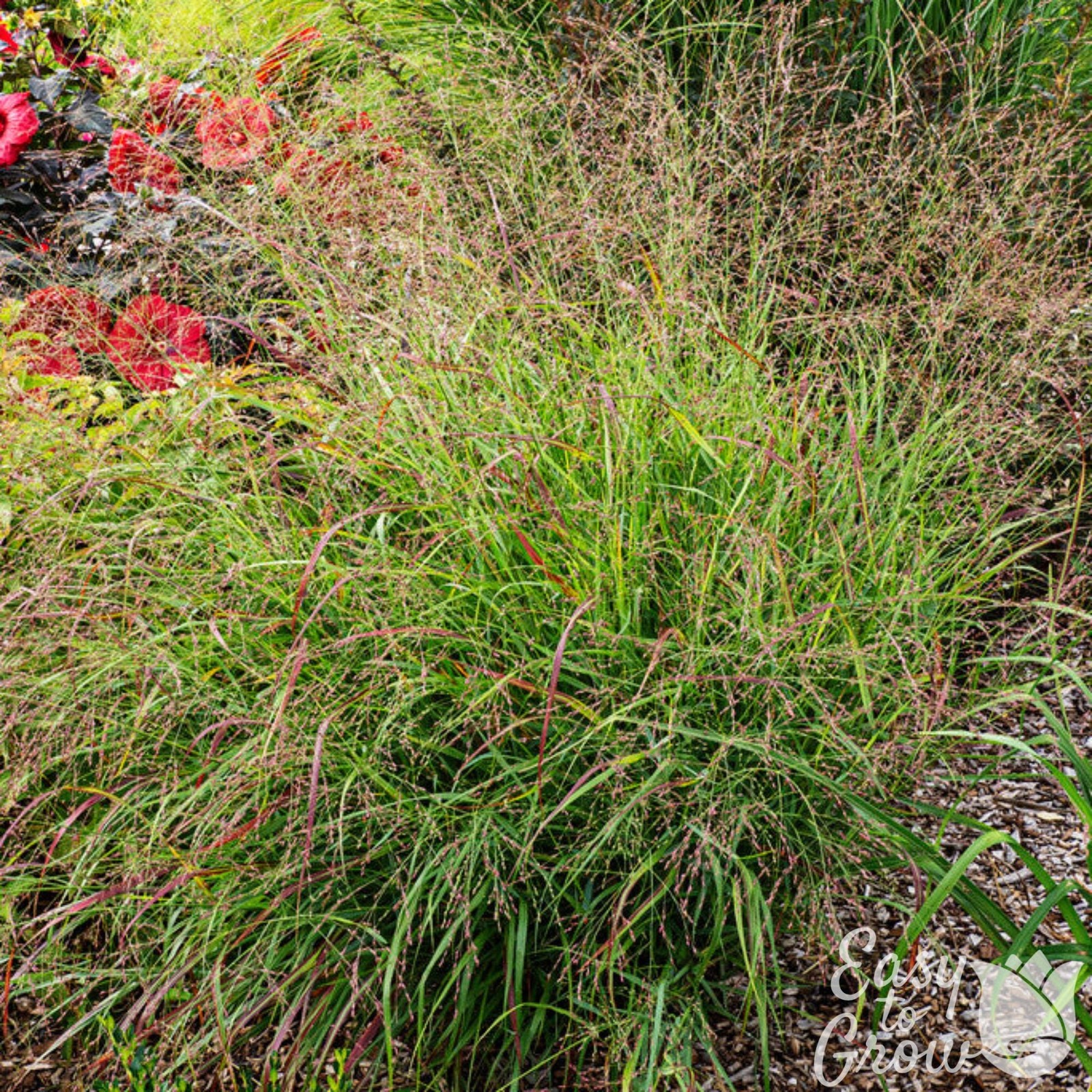 Panicum Shenandoah Grass 2 Potted Plants – Rooted in Quart Pots, Easy to Grow