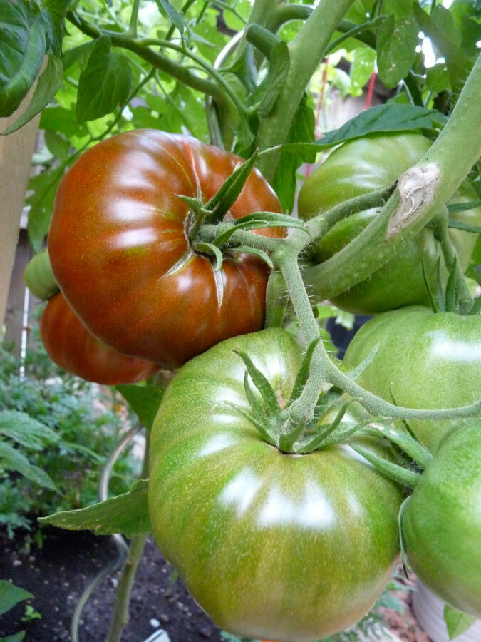 50+ Organic Black Krim Tomato Seeds Large Beefsteak Rare Russian Heirloom USA