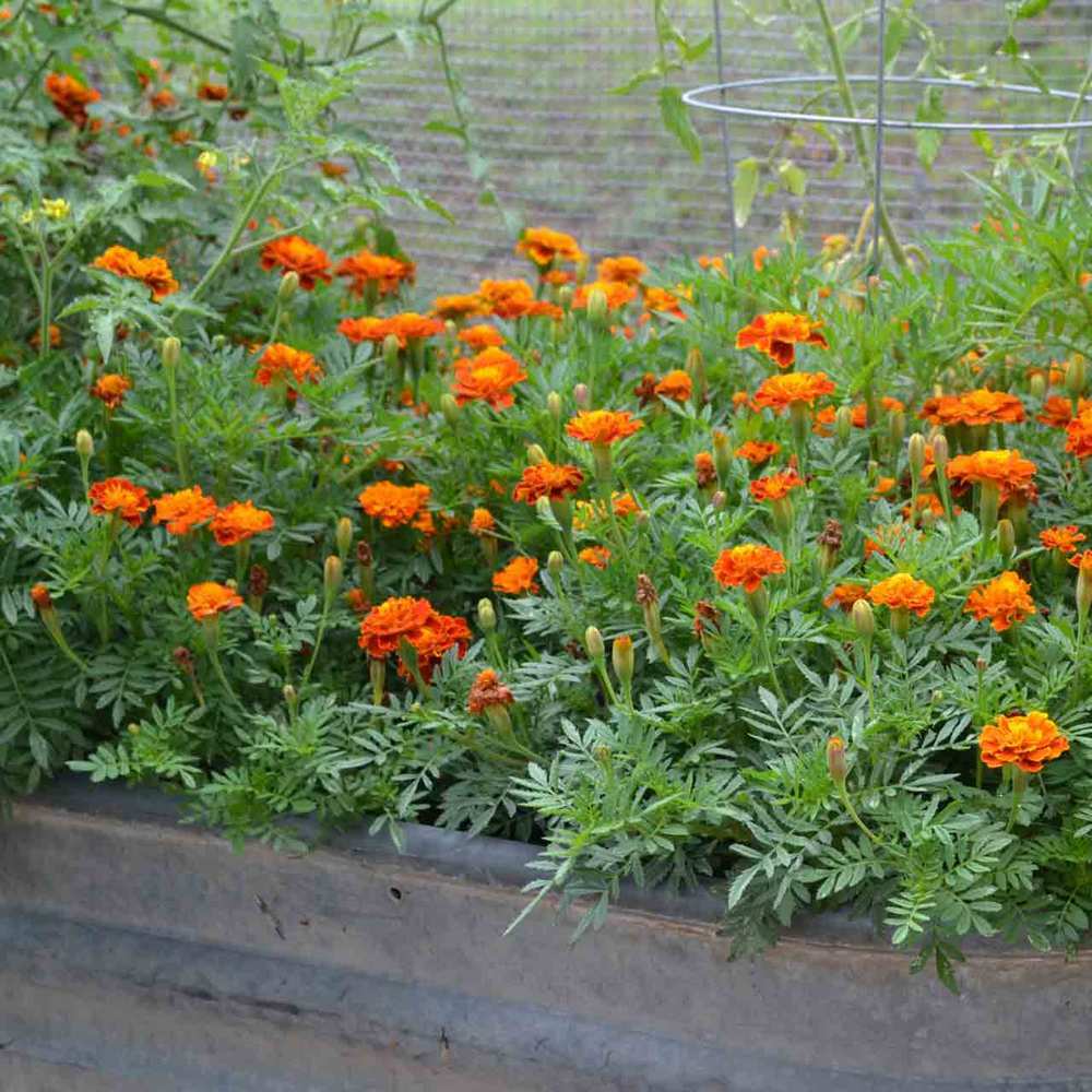 300+ Marigold, FRENCH “SPARKY Mix” Seeds 14” mix of gold, orange, red, yellow