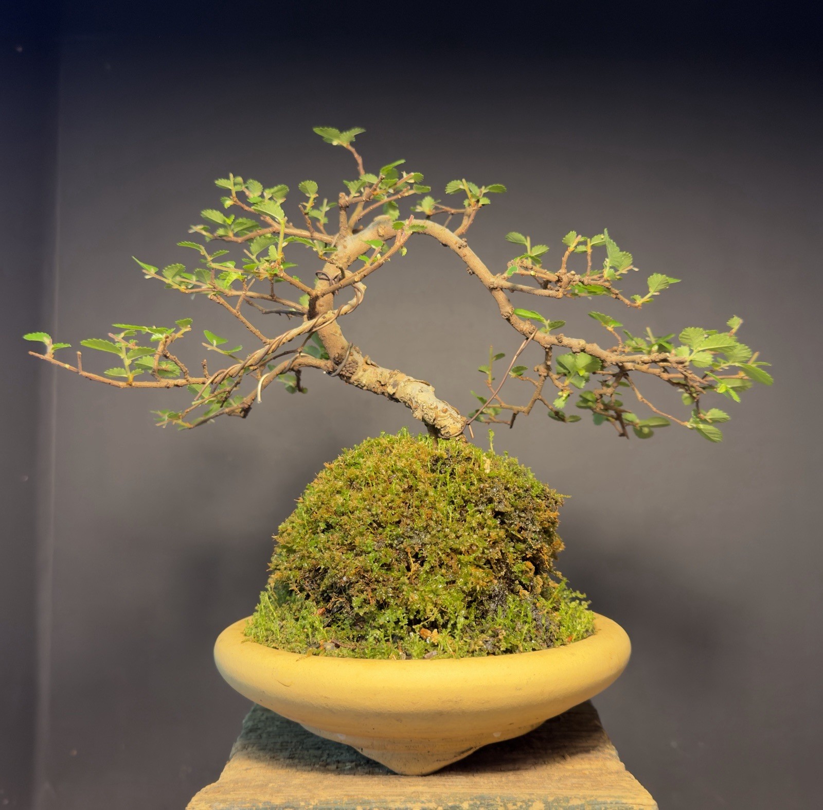 Bonsai Tree Cork Bark Chinese Elm From Root Cutting 10” tall Quality Chinese Pot