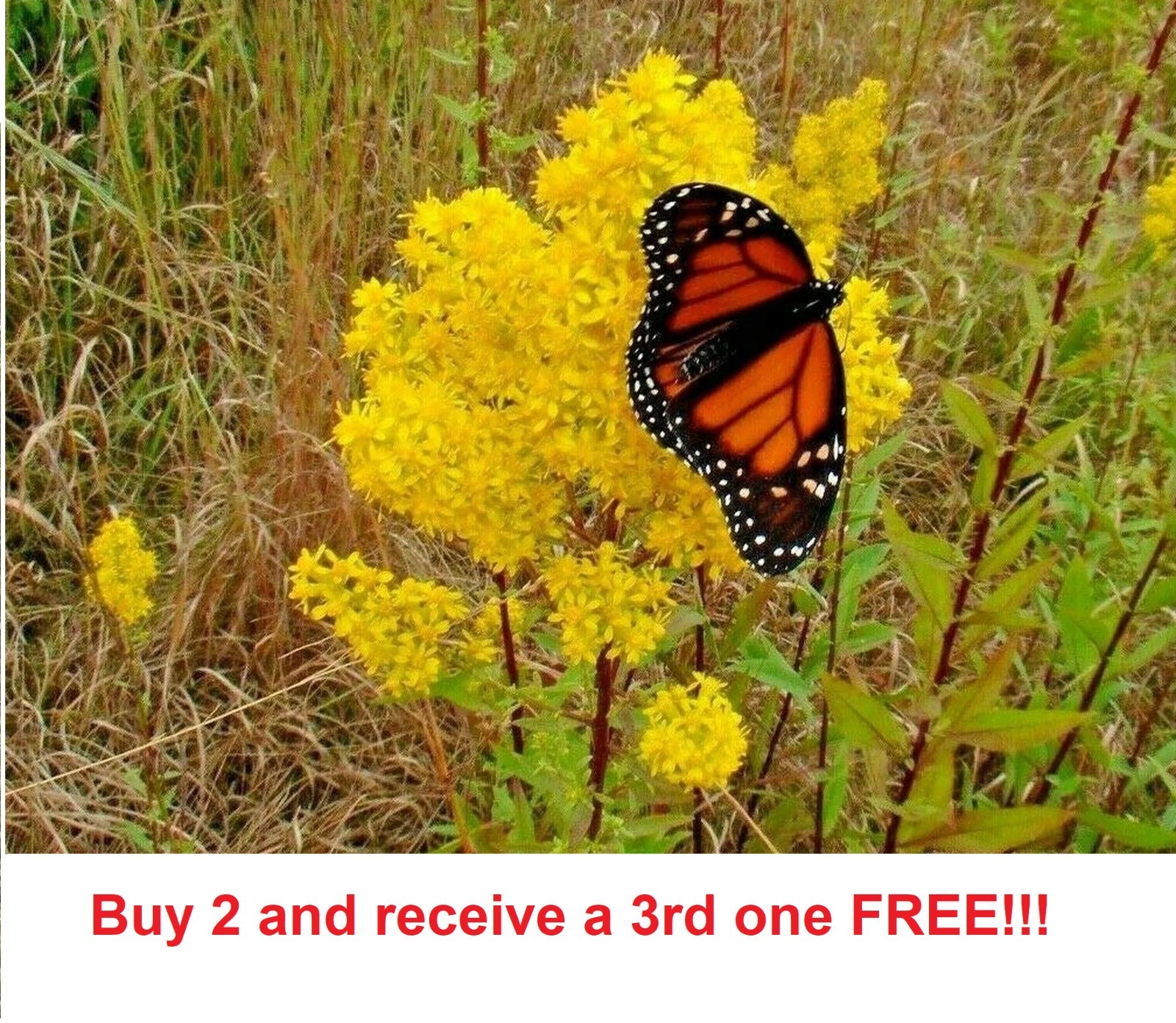 1000 Showy Goldenrod Seeds Native Perennial Wildflower Solidago speciosa