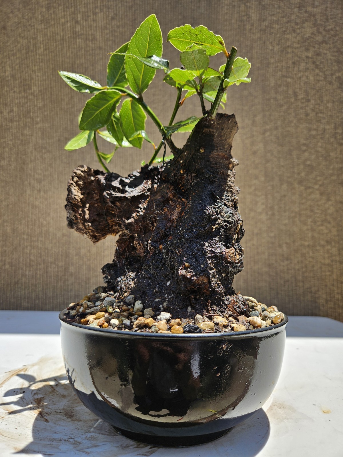 Old Sweet Bay Leaf ( Bay Laurel ) Bonsai Tree,,, SALE