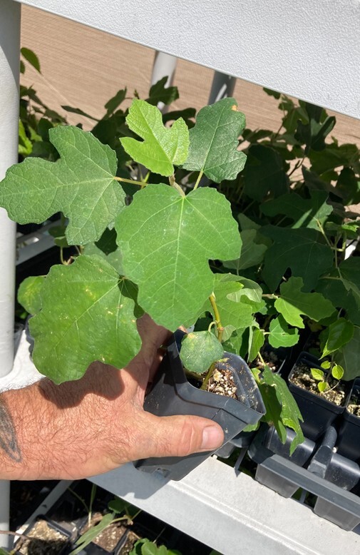 Fignomenal Dwarf Fig Tree – Dwarf Fig Plant – Self Fertile