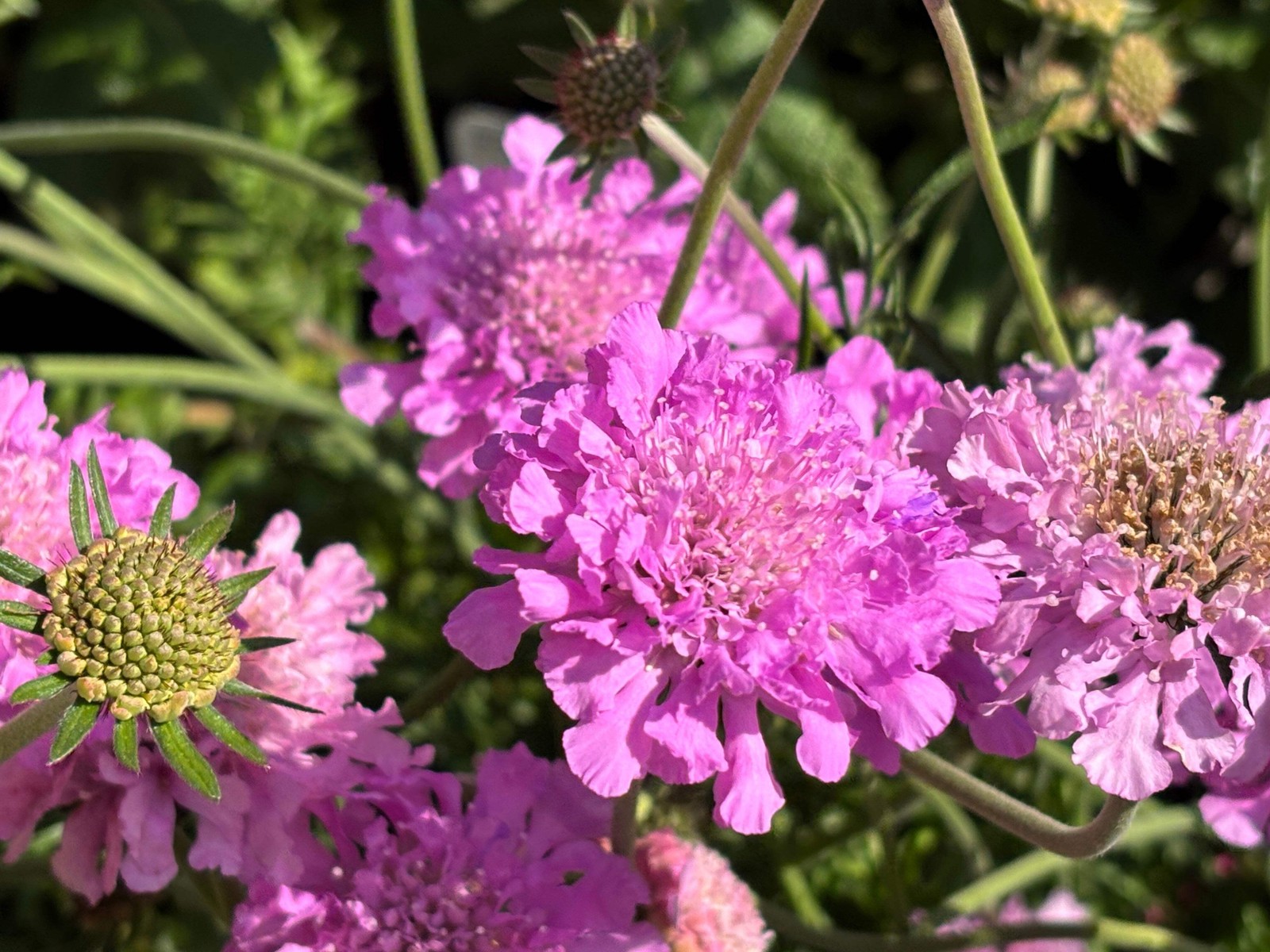50 FINEST MIXED Colors SCABIOSA Atropurpurea Pin Cushion Flower Seeds