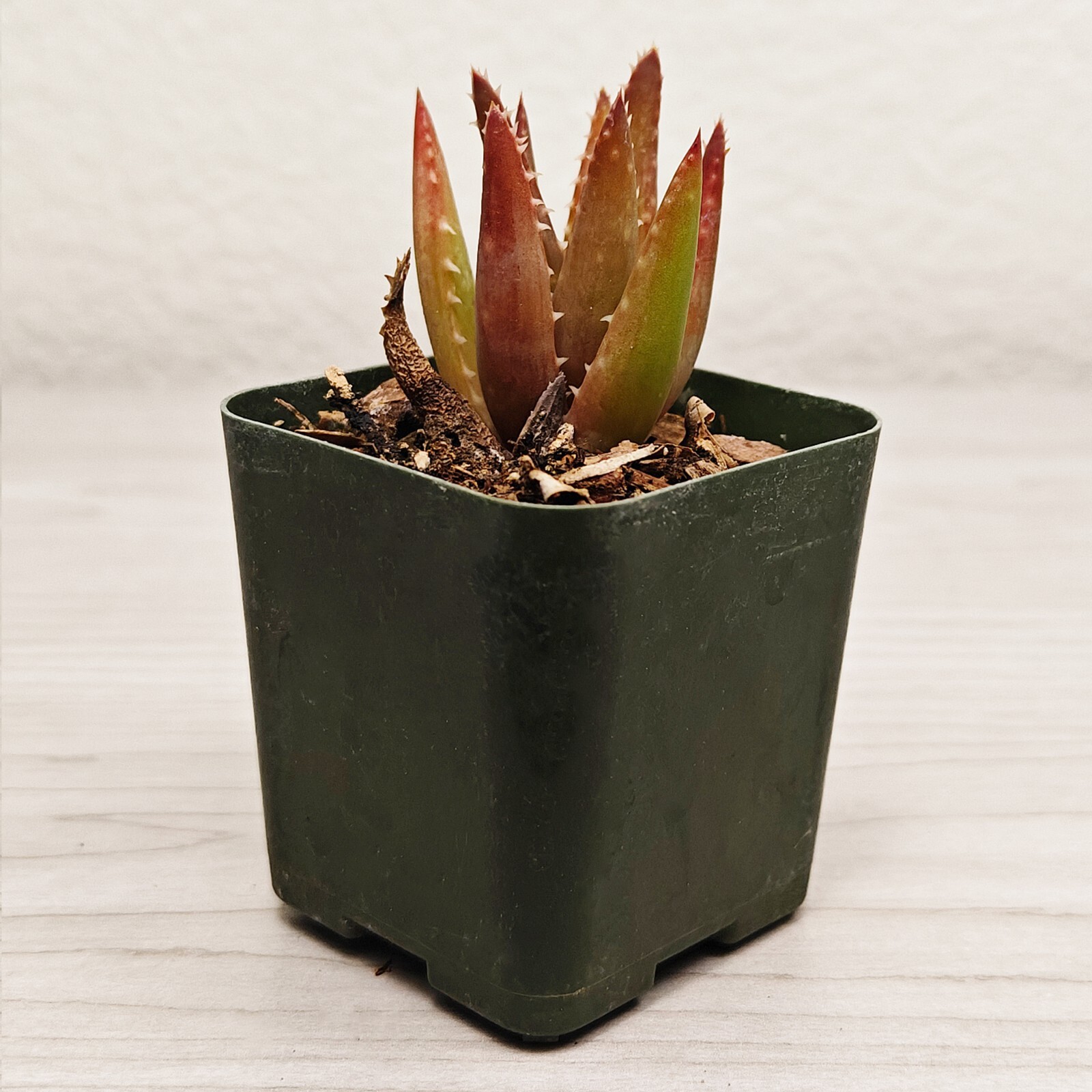 Succulent Live Plant – Aloe – In 2″ Pot