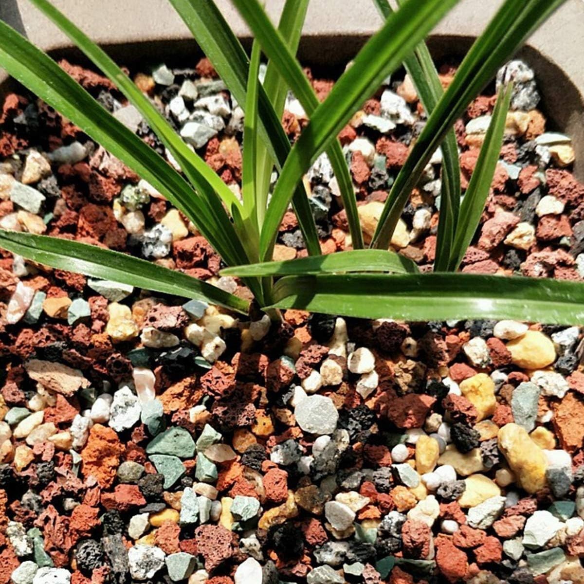 2.2lb Multi-Color Pumice Soil Amendment for Healthy Succulents & Garden Projects