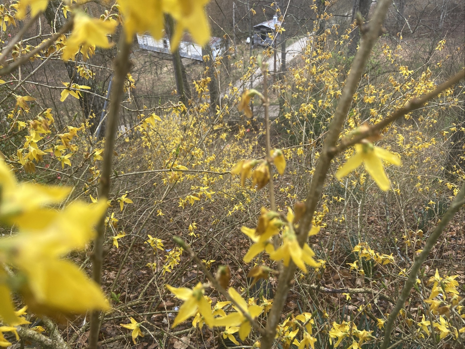 Native perennial Forsythia 15 unrooted cuttings, edible, and medicinal plant