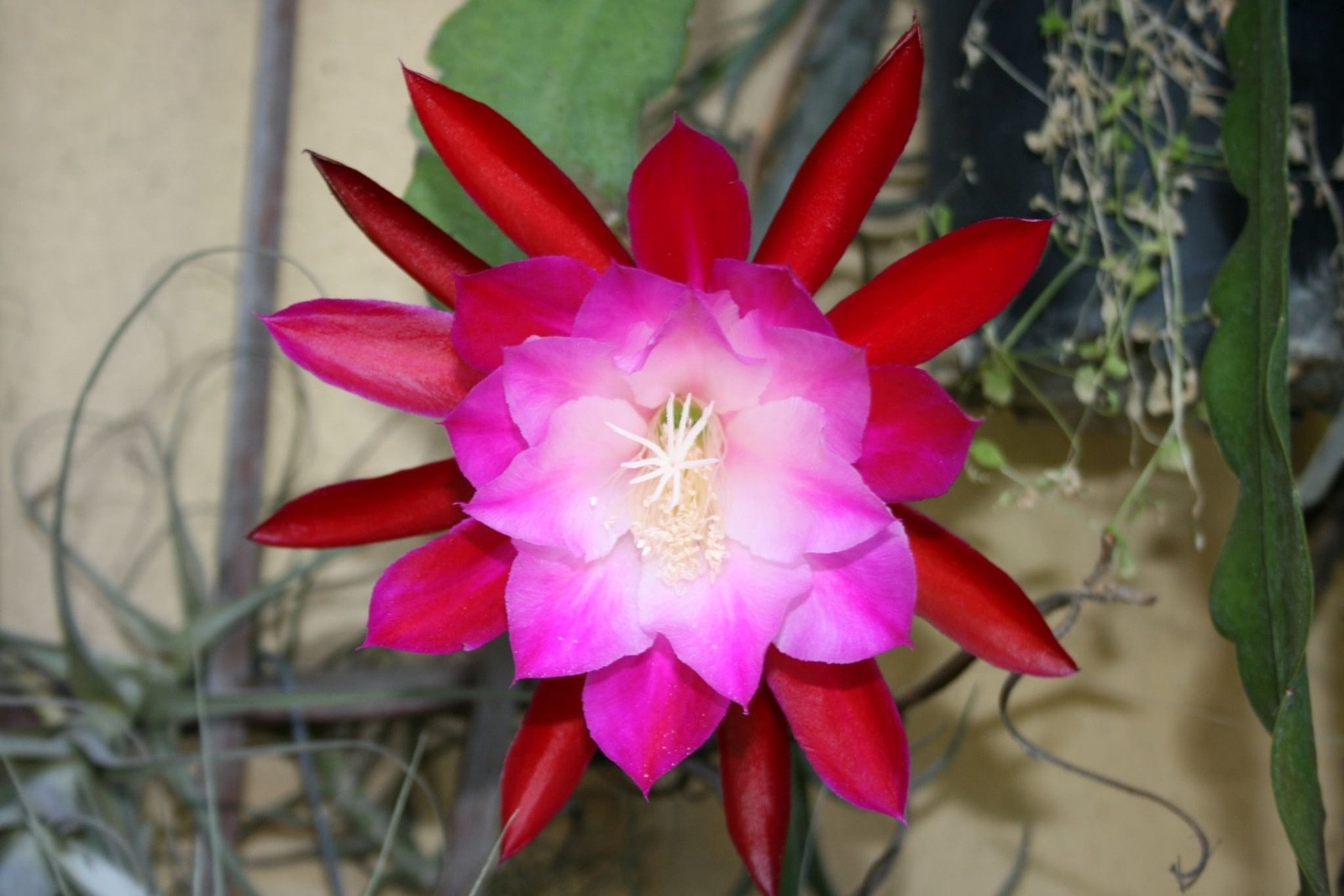 Epiphyllum, Orchid Cactus, ” SNOWBURST “, Don’s Quart pots JUNE/2