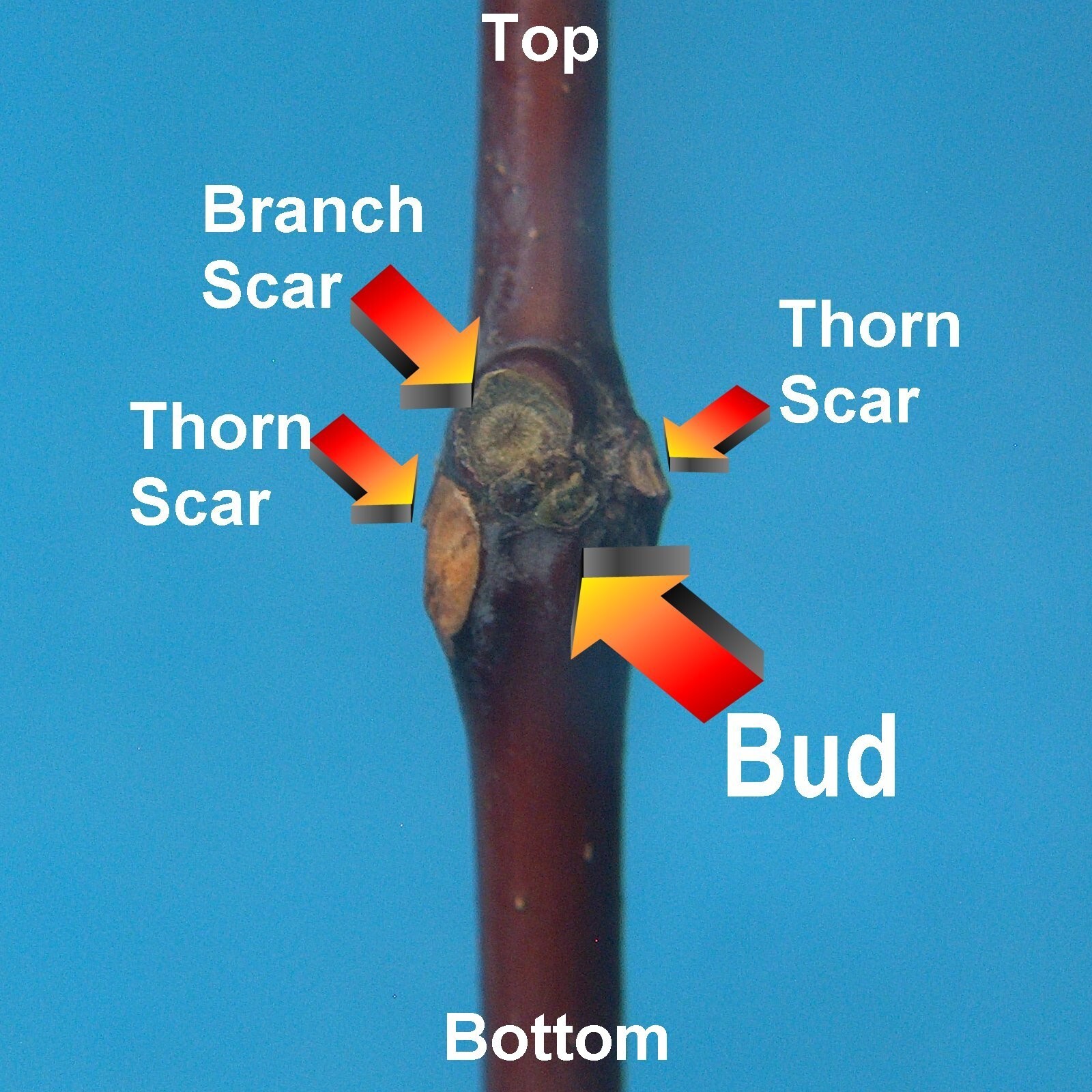 T562C (20)Shanxi Li Jujube Tree Cutting/ScionWood/Scion 10″ For Grafting No Root