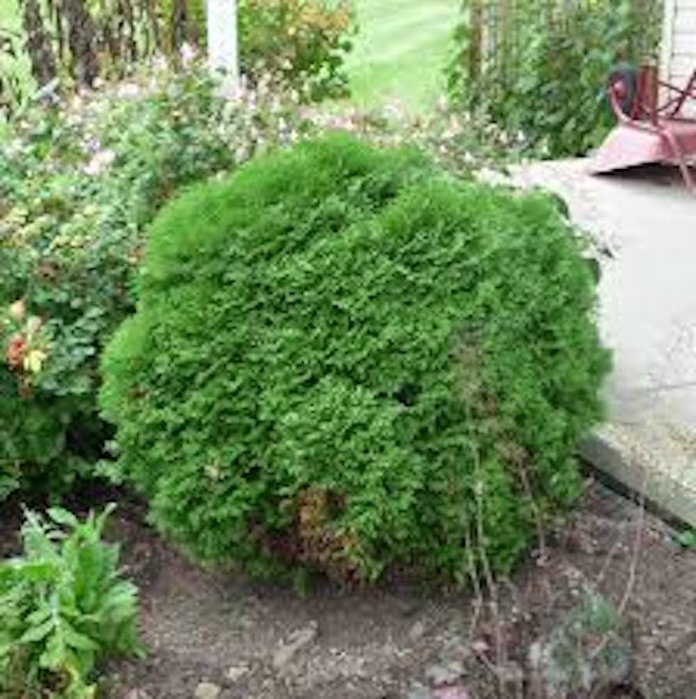 3 Little Giant Arborvitae Landscape Plant Starter Plug Thuja occidentalis