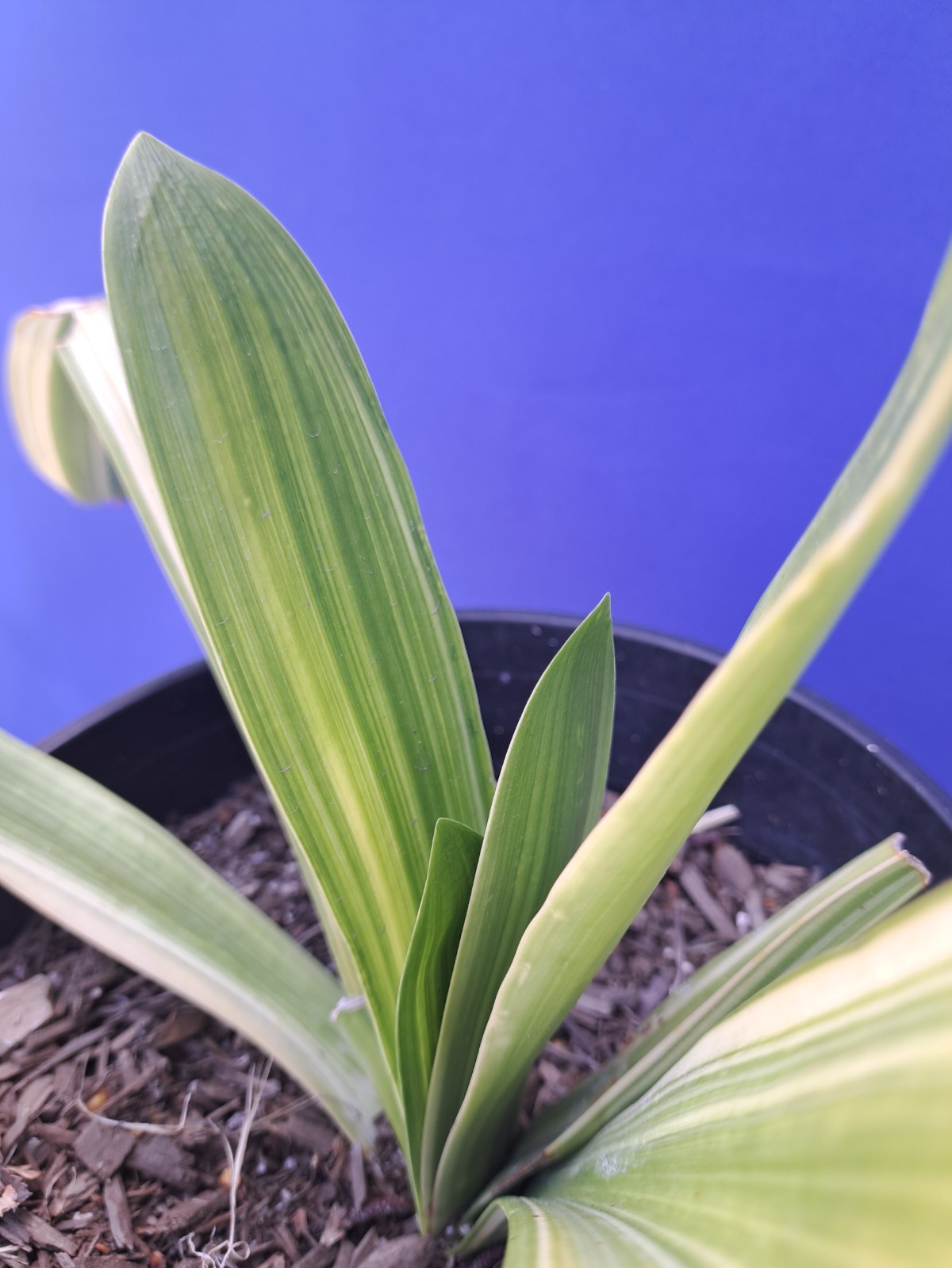 Clivia Variegated Plant Orange Flowers Damaged Leaves