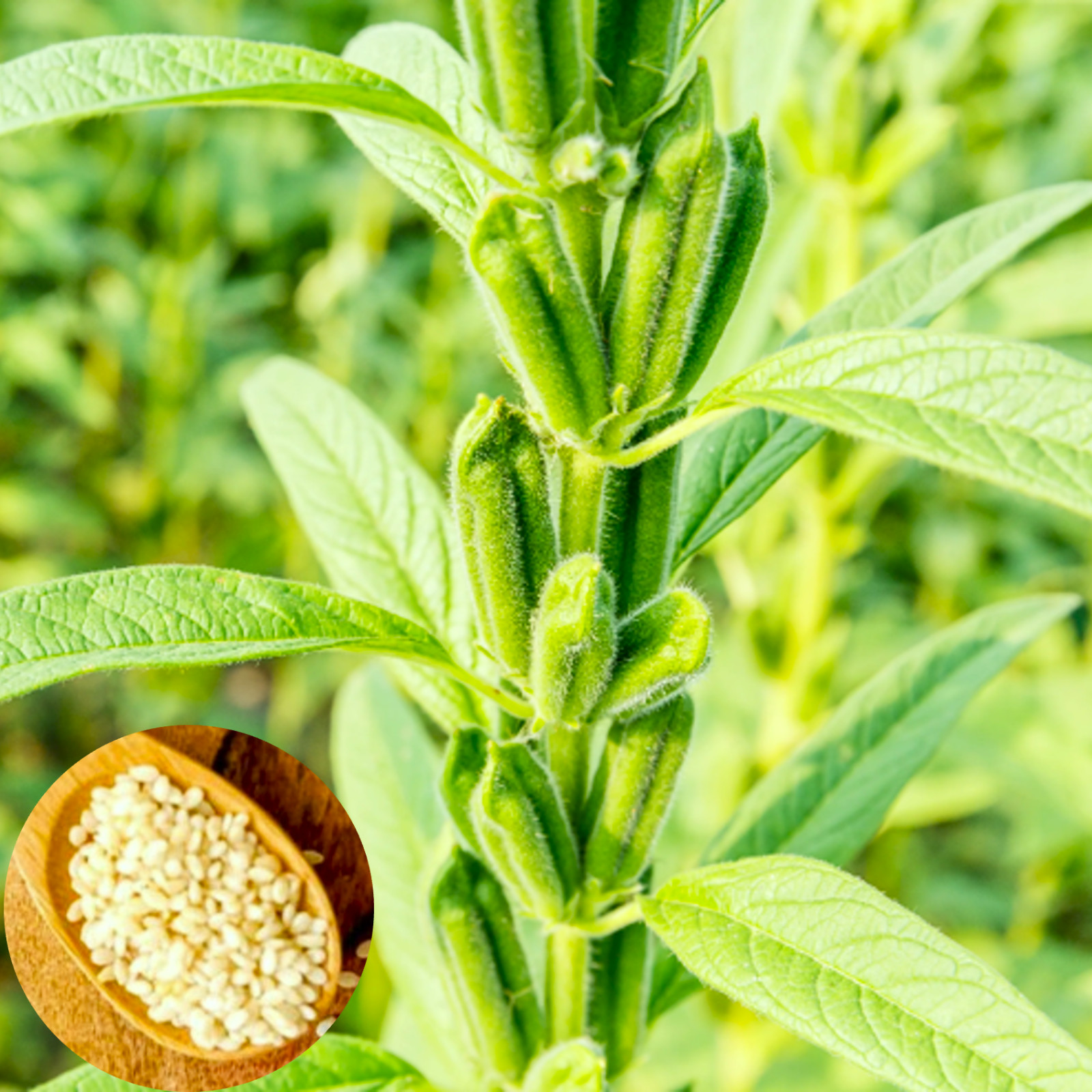 White Sesame Seeds | For Planting Benne Asian Til Garden Seed 2024 Fast Shipping