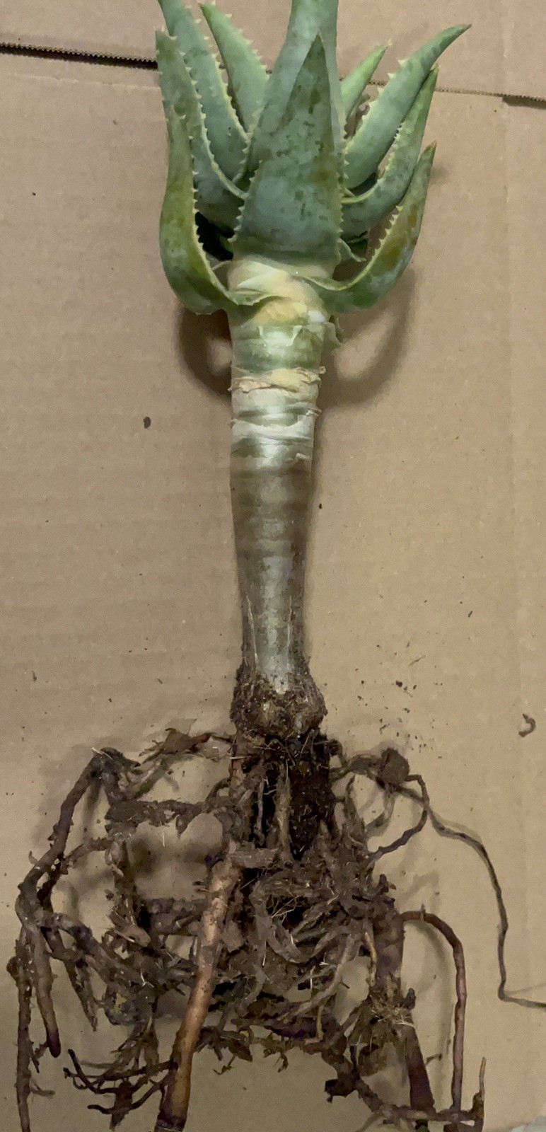 Aloe pillansii