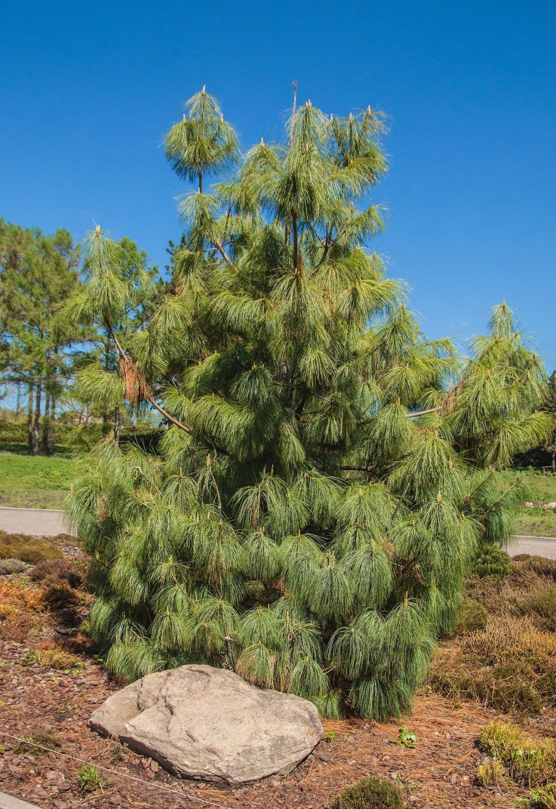 50+ Mexican Weeping Pine Tree Seeds Evergreen Pinus Patula Rare