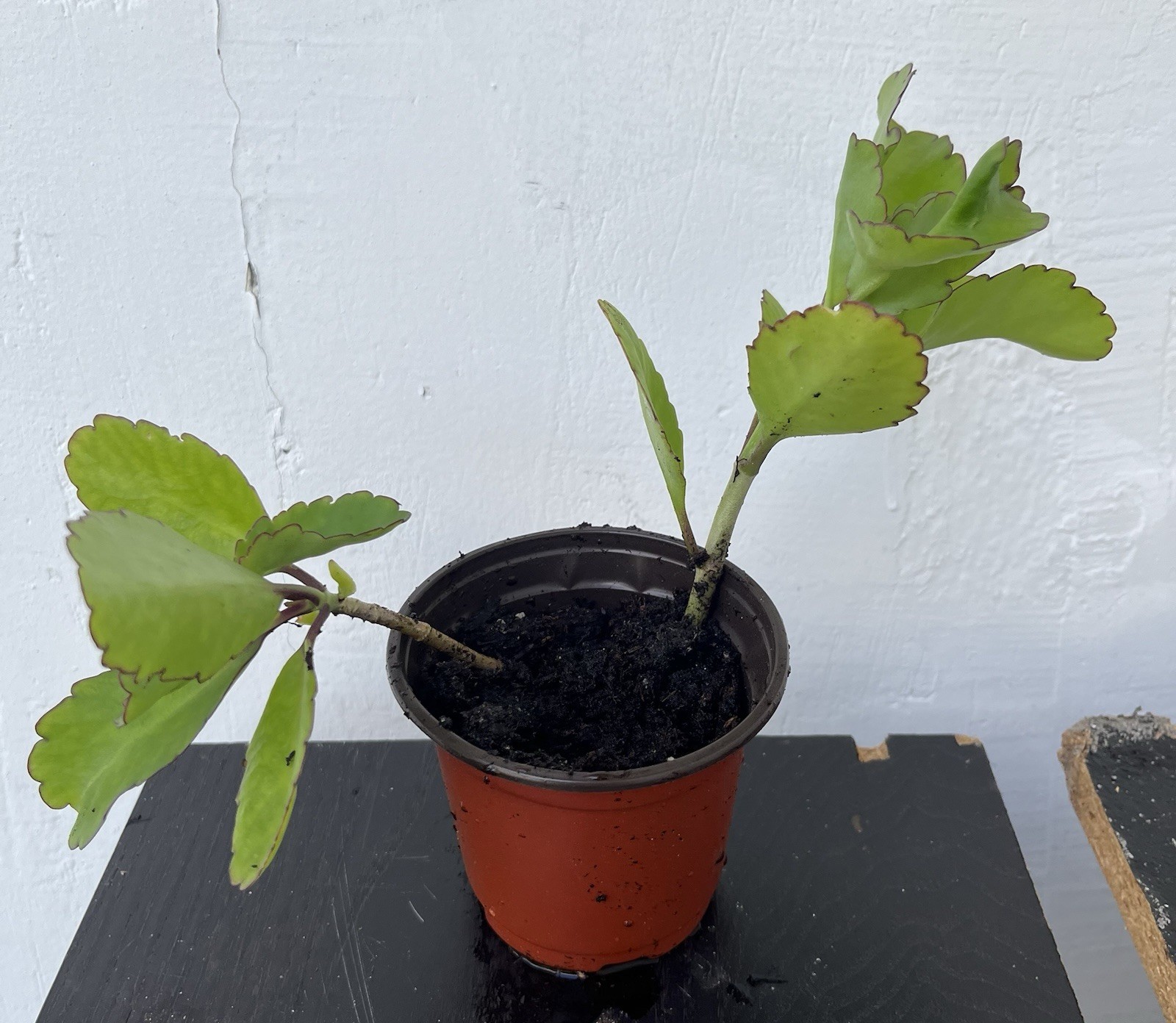IMMUNE BOOST JAMAICAN -LEAF-OF LIFE (Bryophyllum pinnatum) (2X4″-6″ )SHIP FREE!