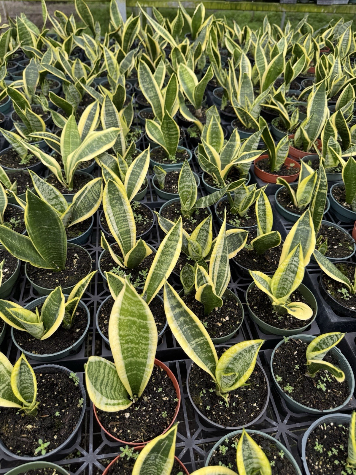 Snake Plant variety 4”