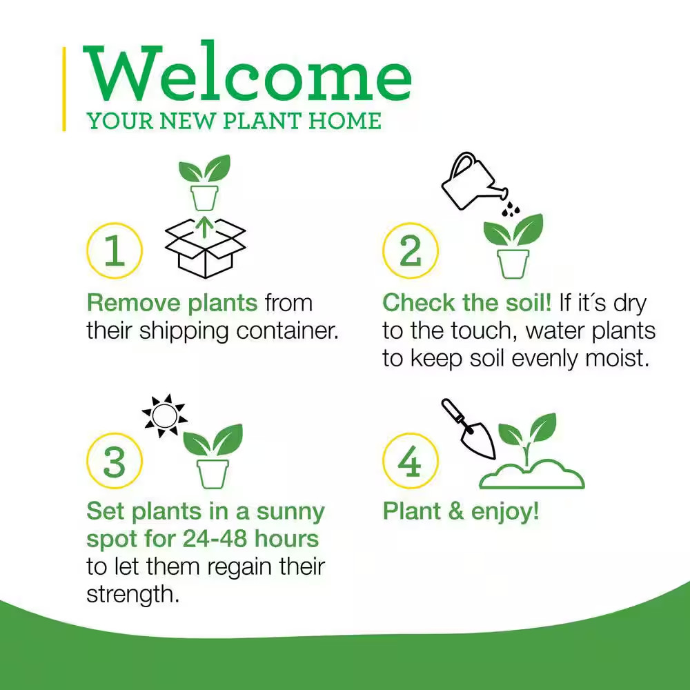 19 Oz. Greek Oregano Herb Plant (2-Pack)