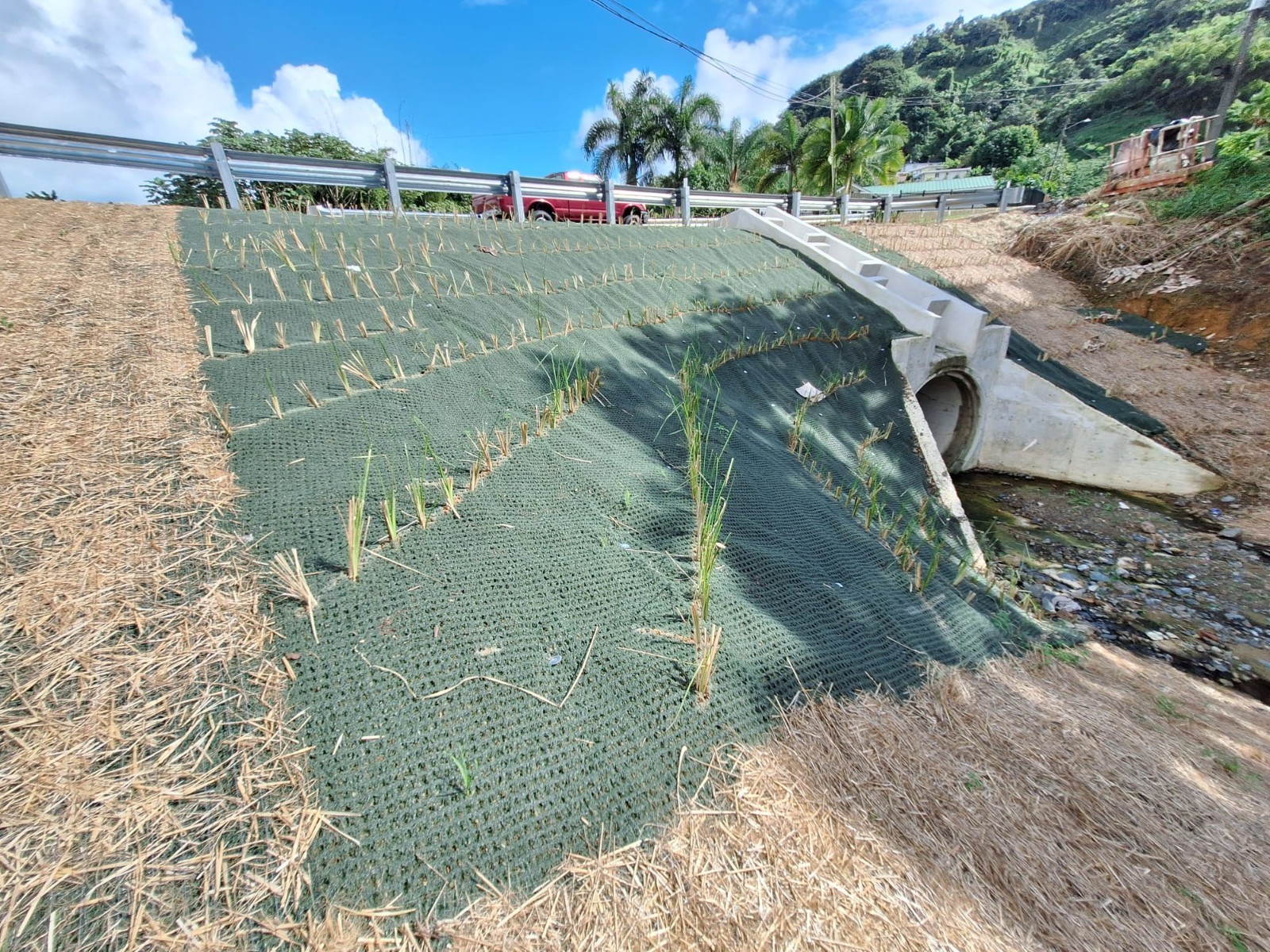 Vetiver live plant for EROSION CONTROL & Ornamental use