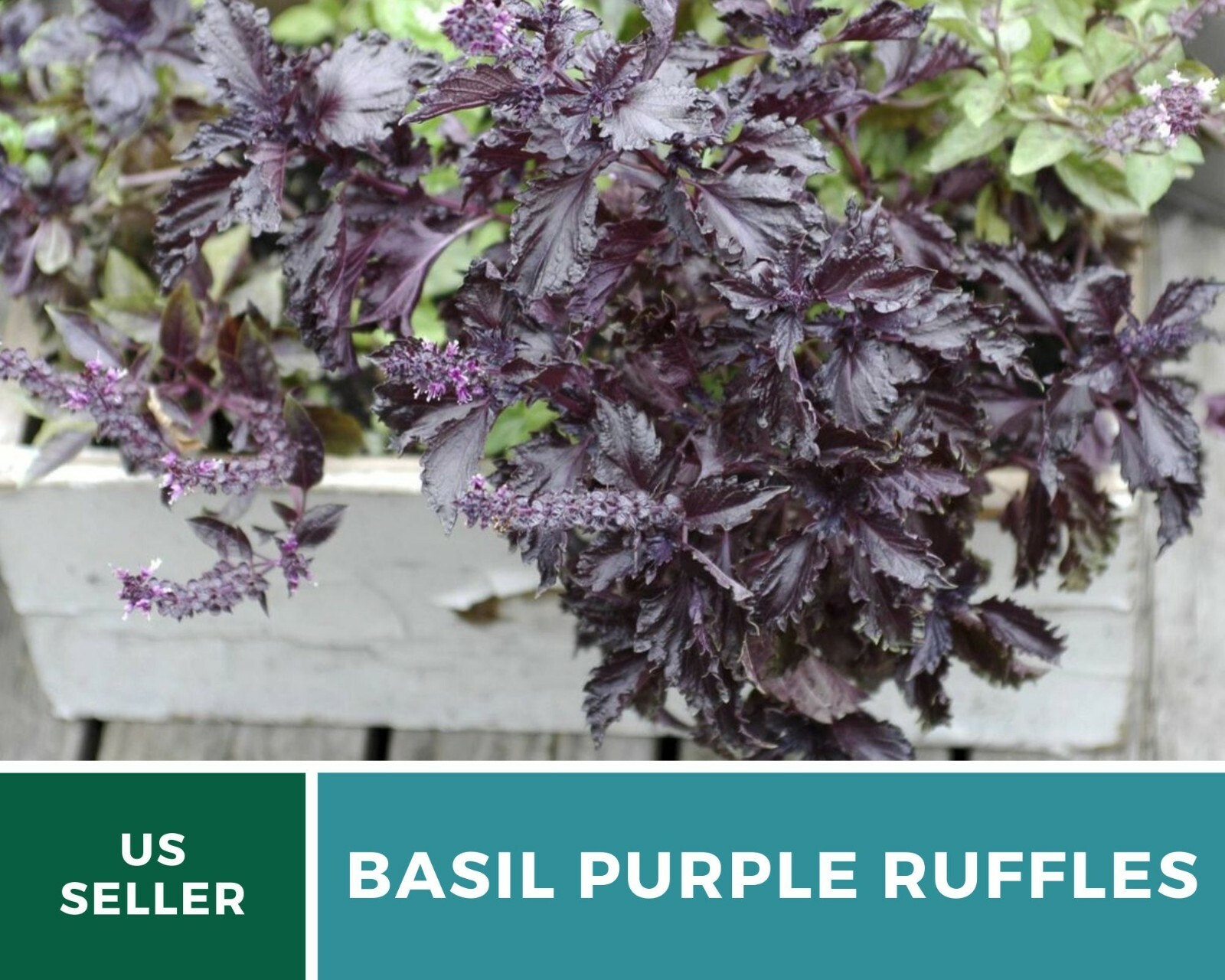Basil, Purple Ruffles – 100 Seeds, Heirloom Herb (Ocimum basilicum)