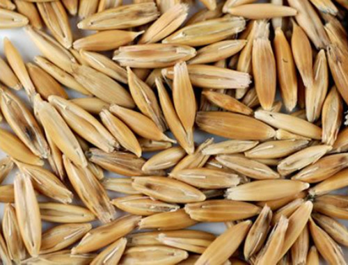 Cat Grass Seeds Chicken Oats Backyard Seed Feed Greens Treat Bird USA Grown