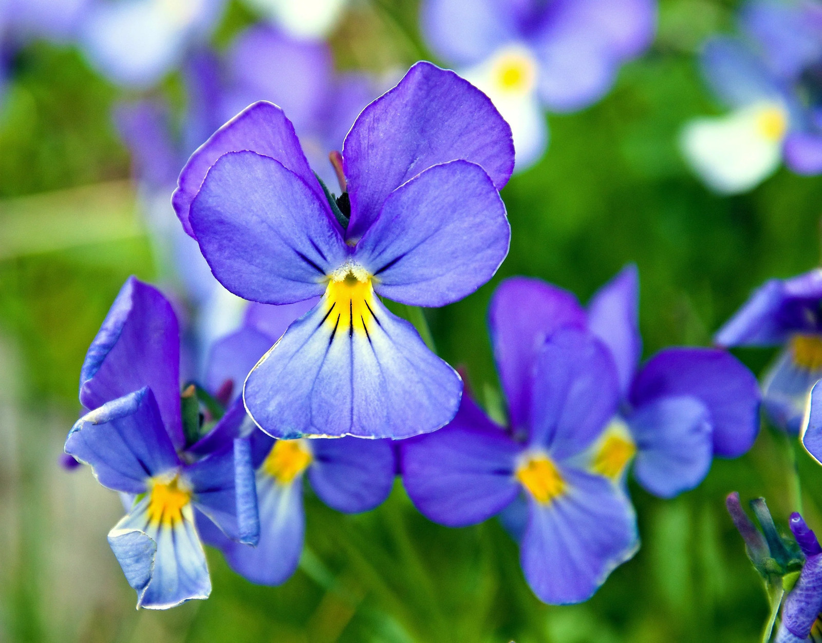 25 CORSICAN VIOLET Viola Corsica Blue Purple Yellow Eye Shade Sun Flower Seeds