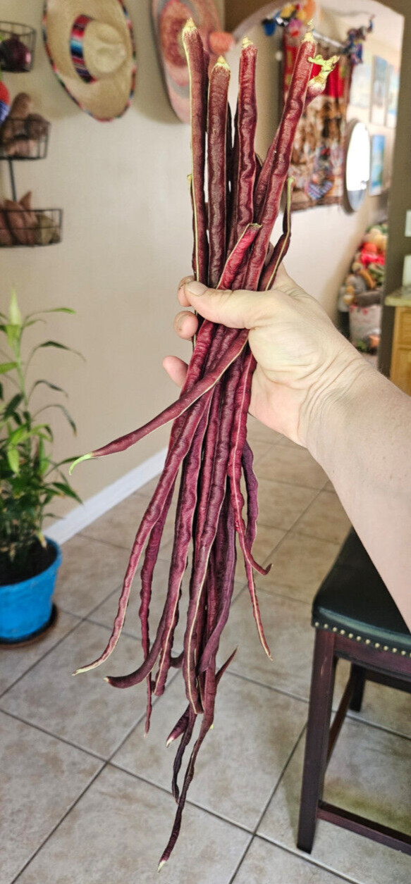 Oriental Red Noodle Bean / Red Yardlong Seeds (25) / ORGANIC / FLORIDA GROWN