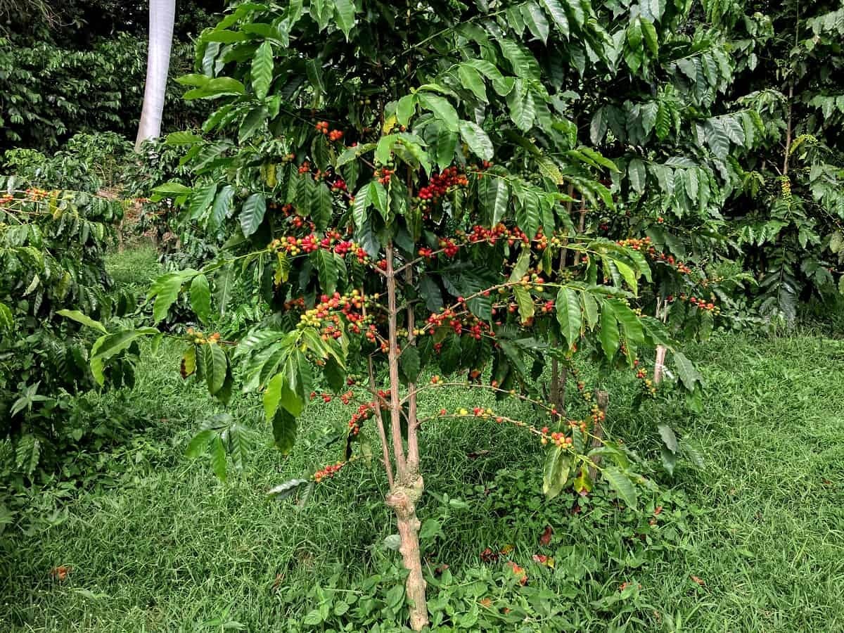 Guatamalan Coffee Bean Seeds (25) / DELICIOUS / Rare
