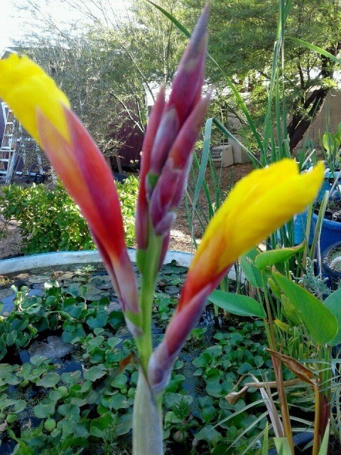 Striped Beauty Yellow water Canna Lily Pond Plant Bog Marginal
