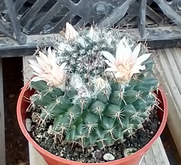 Mammillaria sempervivi Tightly Packed Pyramid Tubercles Cactus 1