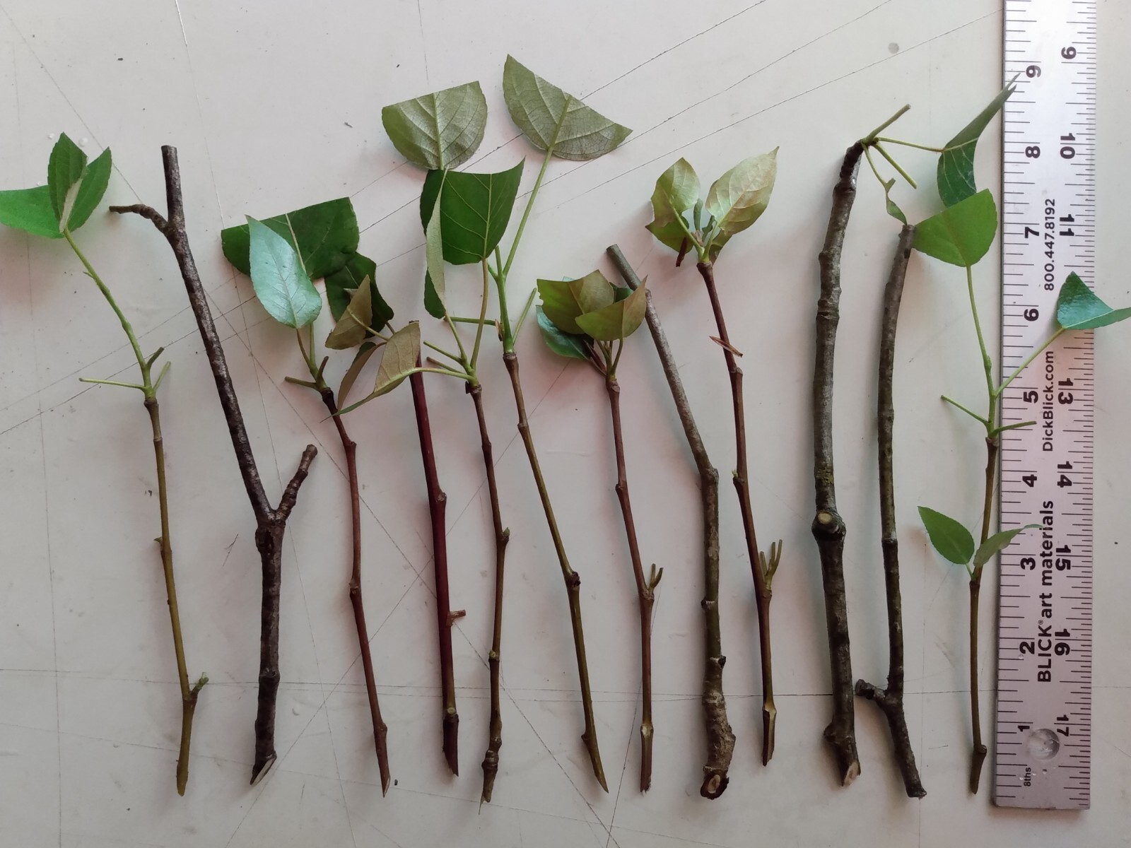 12 COTTONWOOD Cuttings LIVE PLANTS, GROW TREES Organic Natural native bonsai