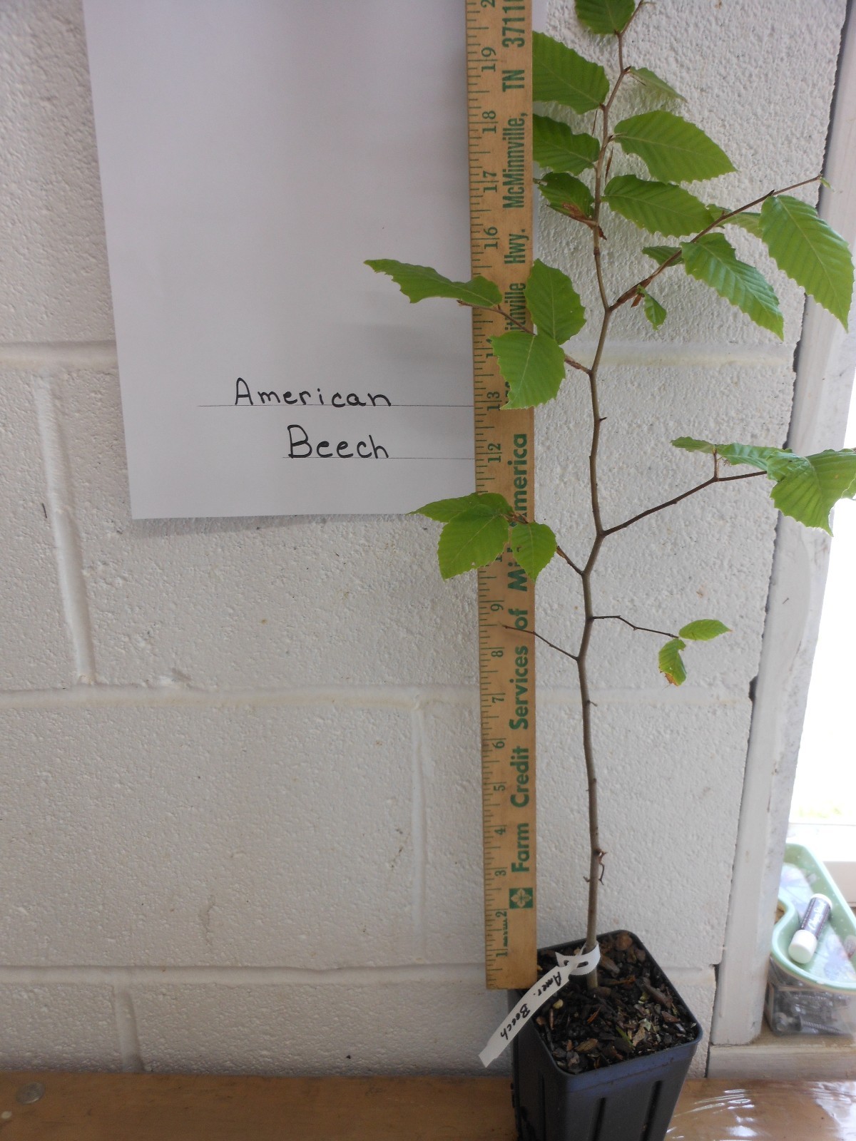 American Beech (fagusgrandifolia) quart pot