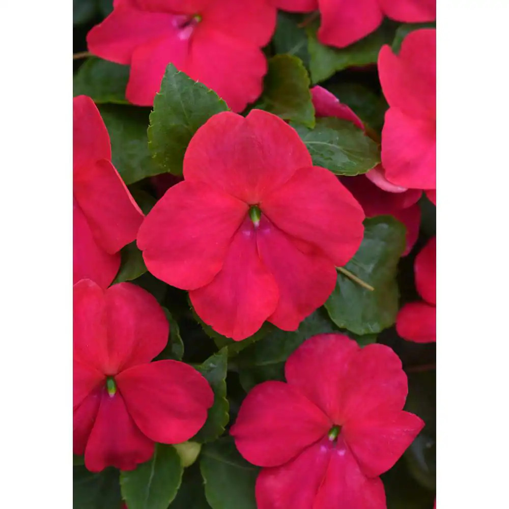 1.38 Pt. Beacon Lipstick Impatiens Outdoor Annual Plant with Hot Red-Pink Flower