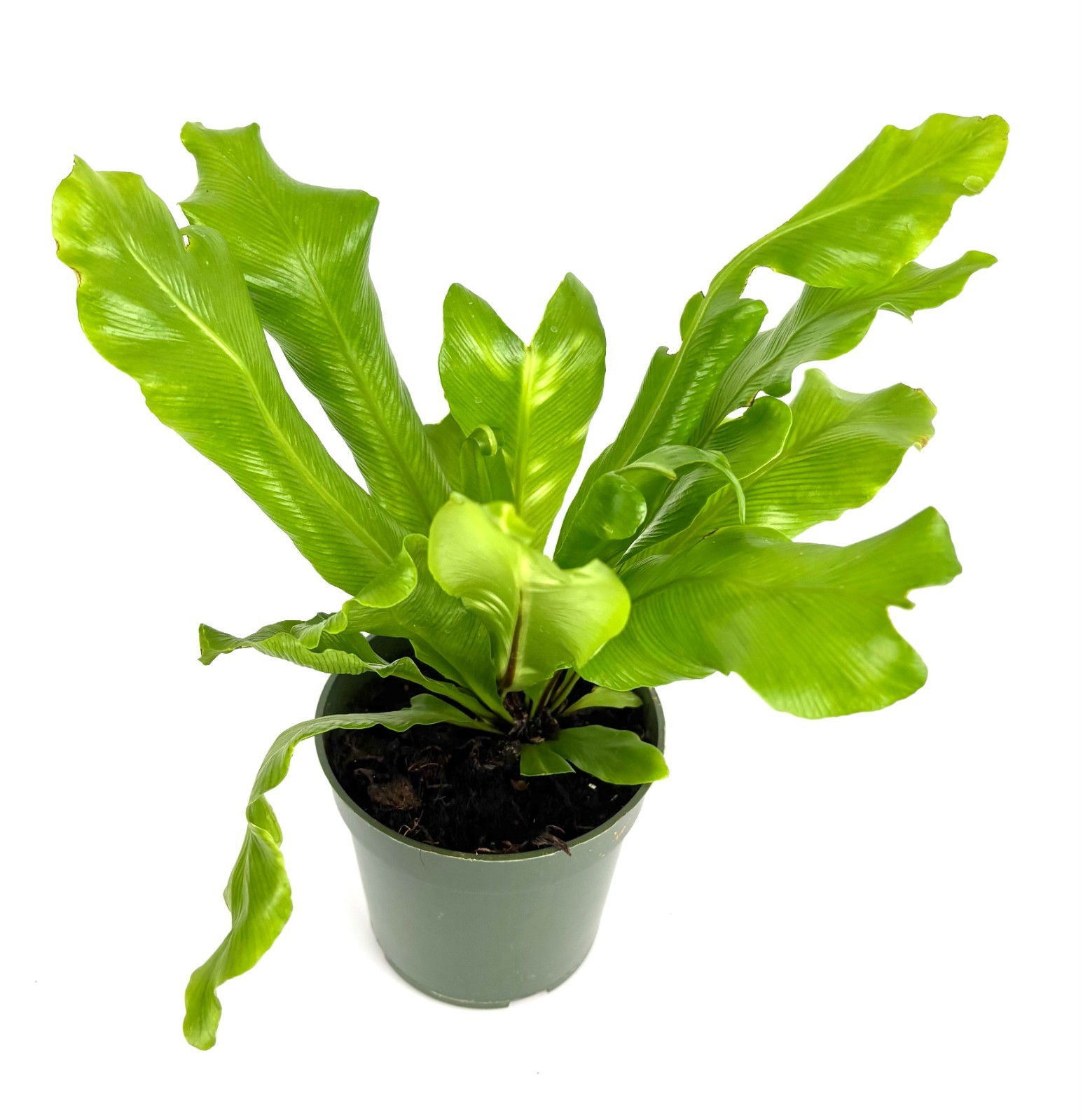 Bird’s Nest Fern Asplenium Nidus, 4″ Pot
