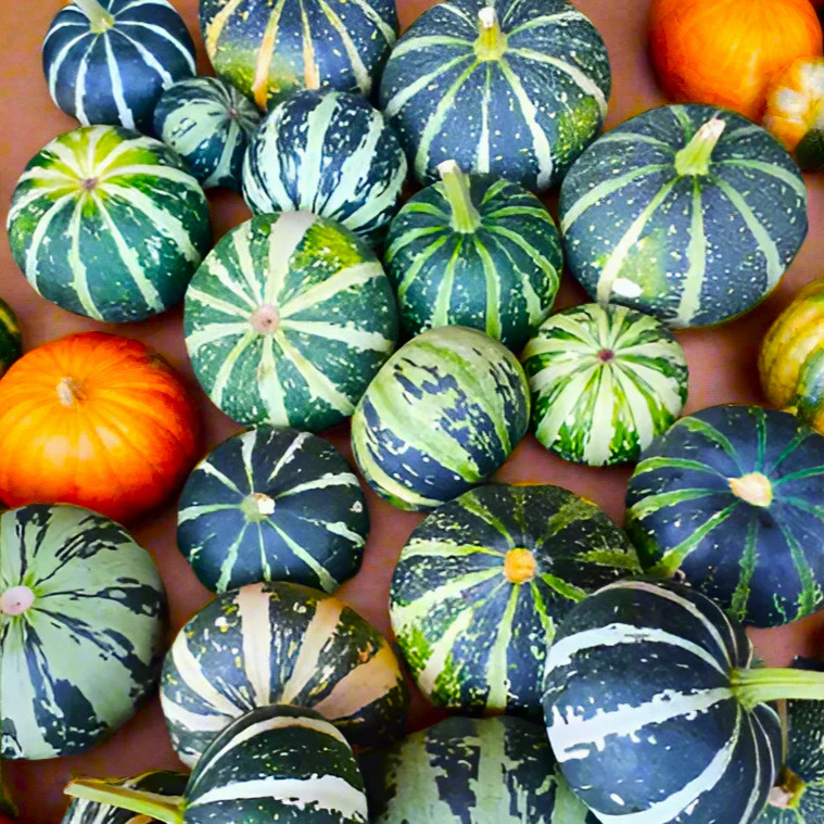 Flat Striped Ornamental Gourd Seeds – For 2025 Planting Miniature Autumn