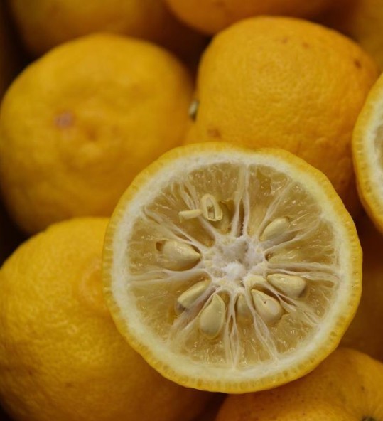 Japanese Yuzu Lemon Tree Semi-Dwarf 24-36″ Live Plant Self-Fruitful Citron 2Gal