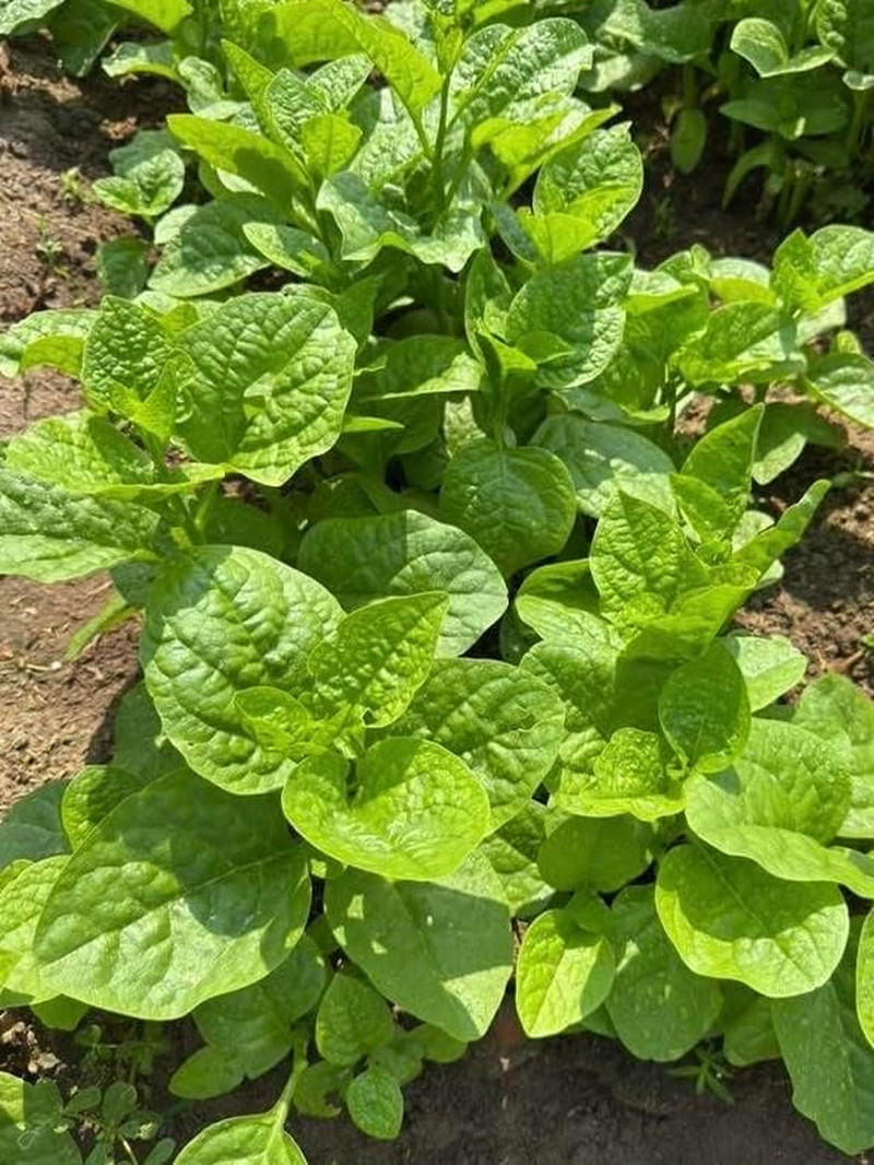 100+ Organic Malabar Spinach Seeds – Rau Mồng Tơi – Basella Alba – Climbing Spin