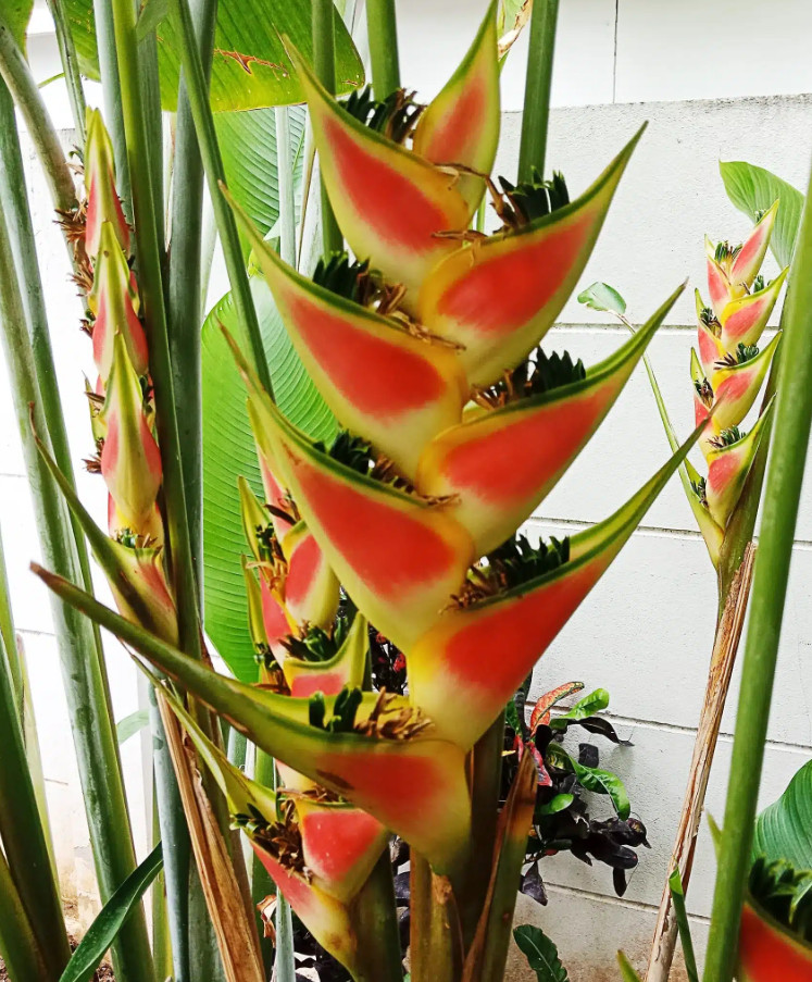 Set 2 The Wagneriana Lobster Claw Rhizomes – Live Tropical Flower Rhizomes