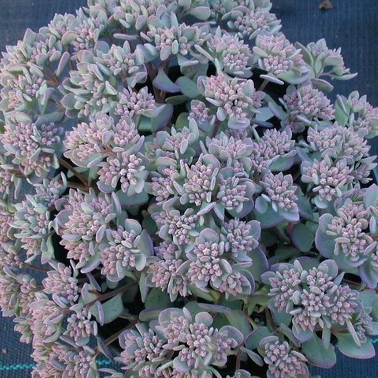 sedum LIDAKENSE succulent stonecrop sun perennial = 1 Potted Garden Plant